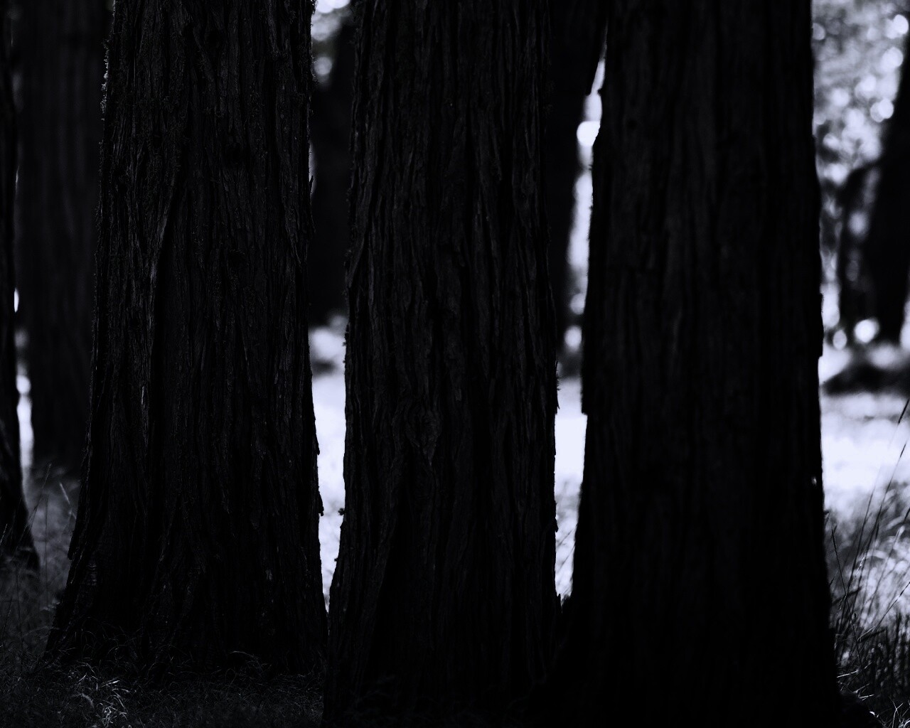 Стволы деревьев  обои