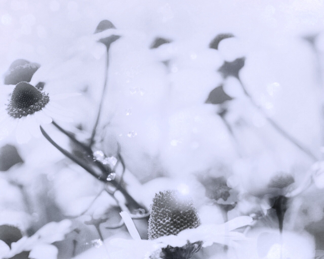 Летние цветы в лучах света обои