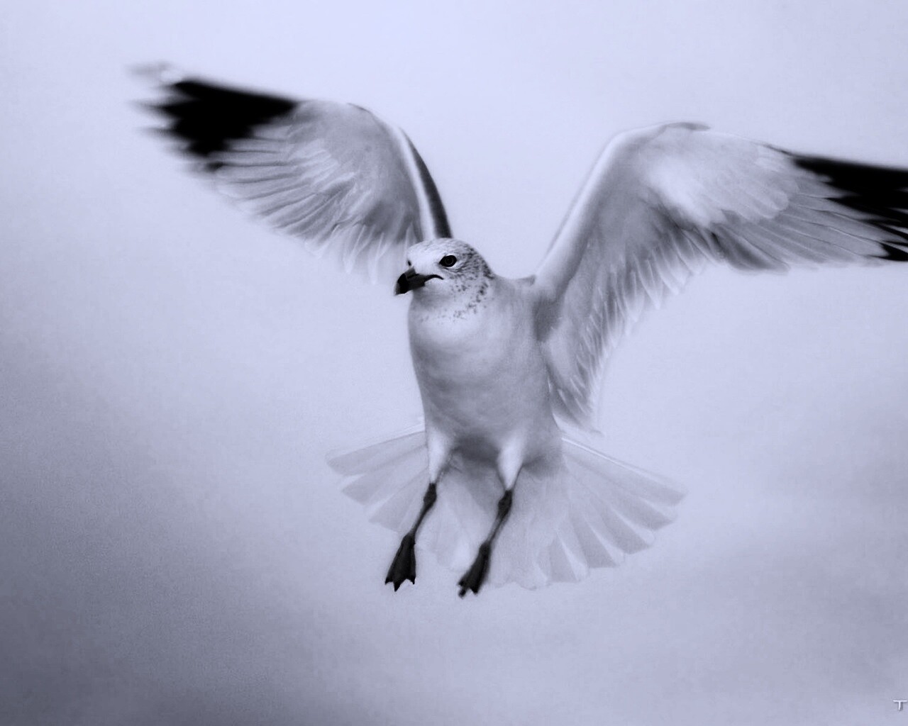 Гордая белая птица обои