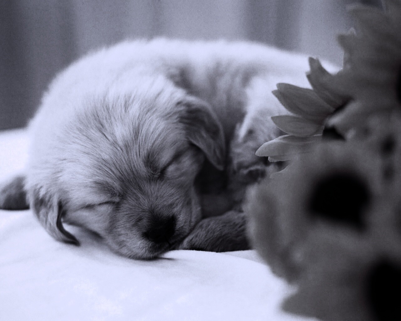 Спящий щенок обои