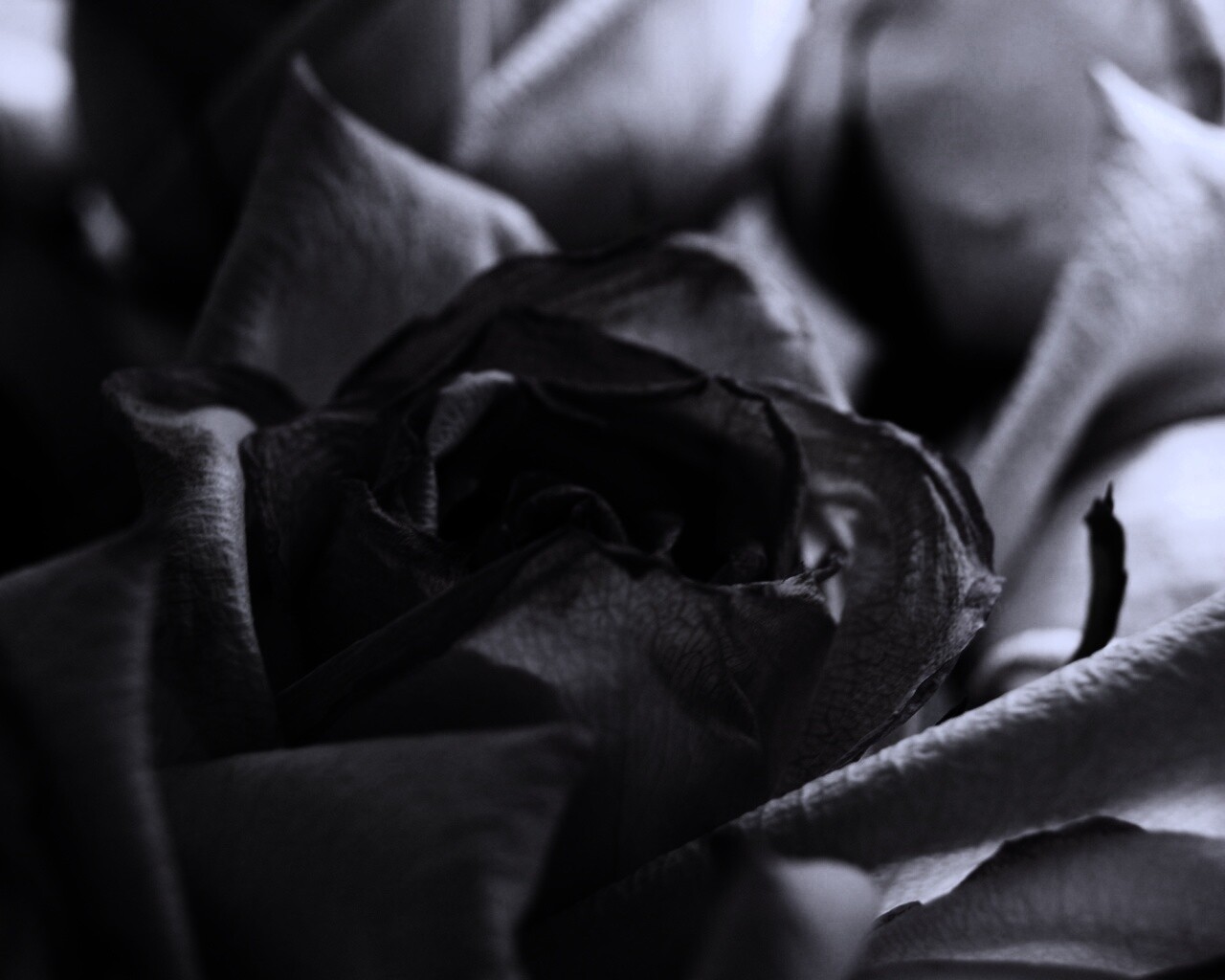 Увядающая роза обои