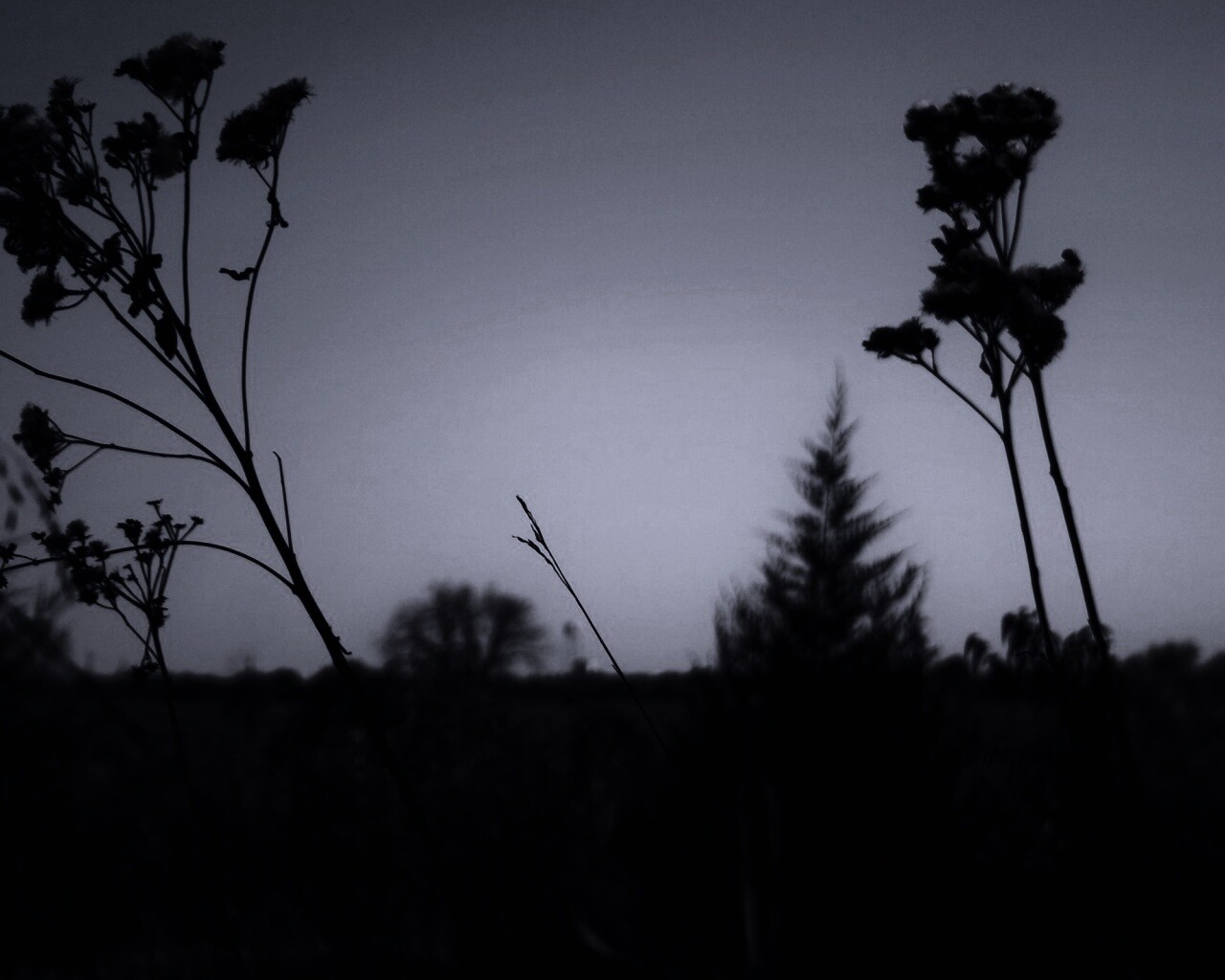 Вечерний луг обои