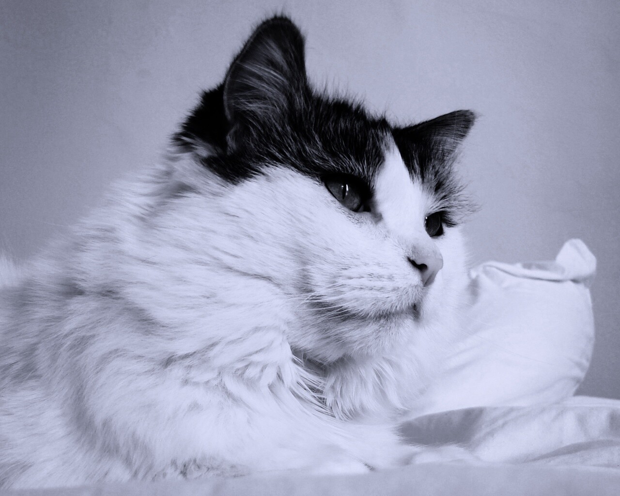 Белый кот с серой макушкой обои