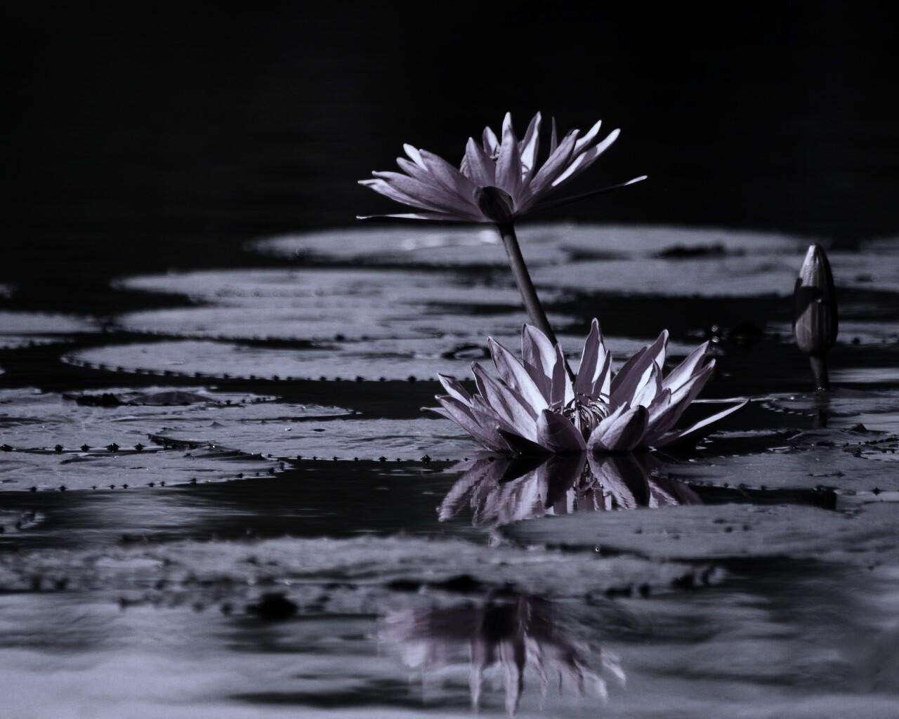 Цветущие кувшинки обои