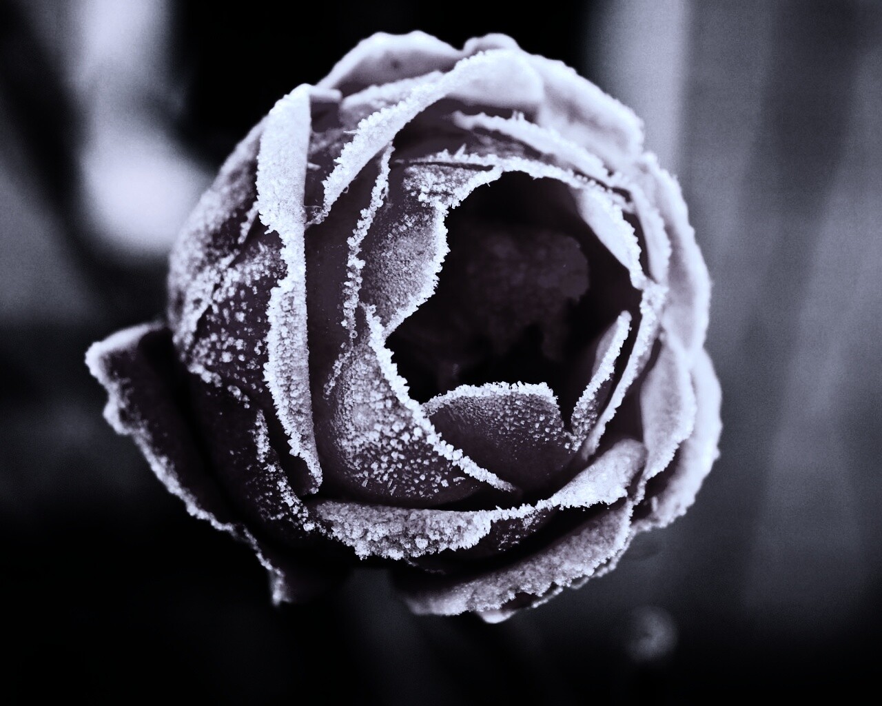 Роза в иние обои