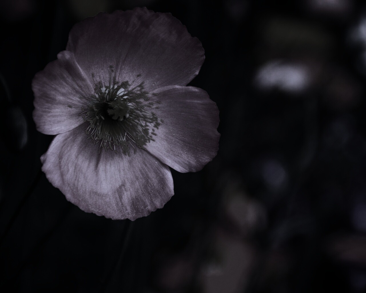 Красивый красный цветок обои