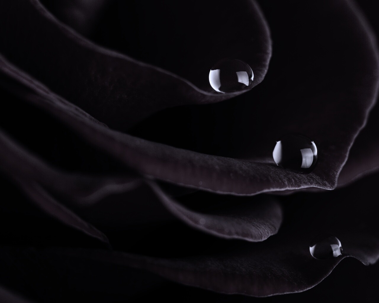 Капли росы на лепестках розы обои