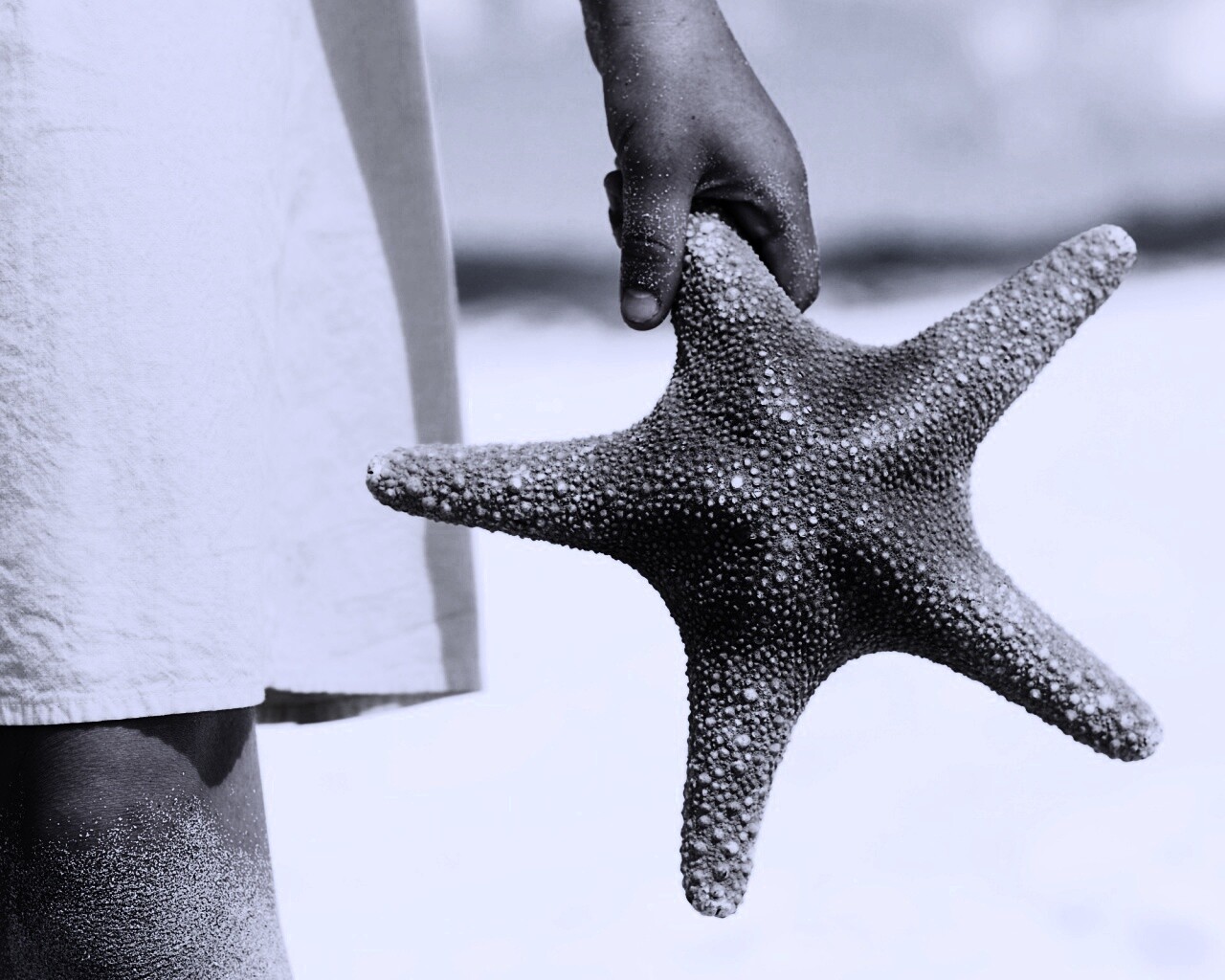 Морская звезда в руке обои