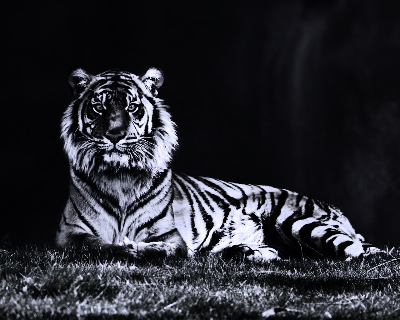 Величественный тигр обои
