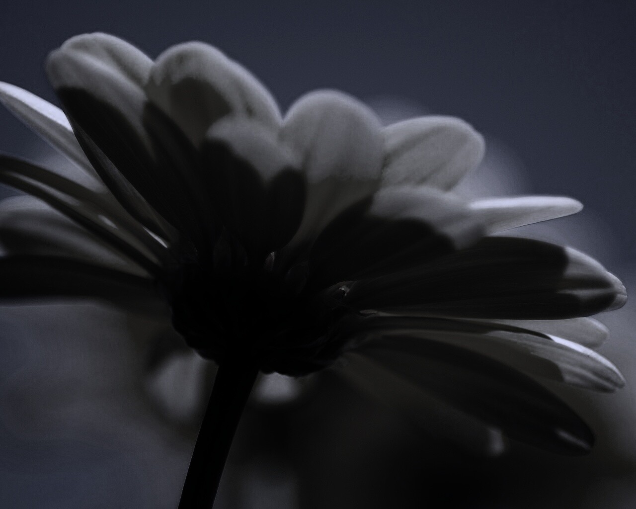 Макро-фото желтого цветка обои