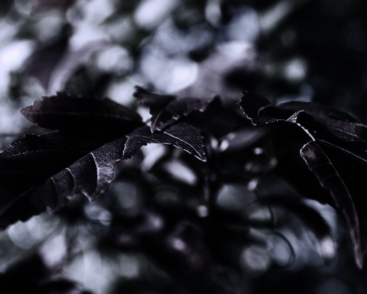 Красивые осенние листья в баговых цветах обои