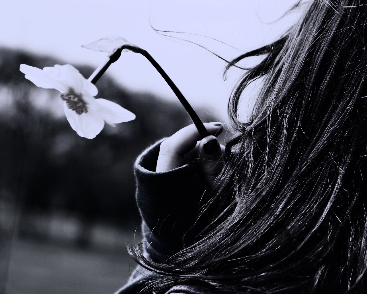 Девушка с нарциссом в руке обои