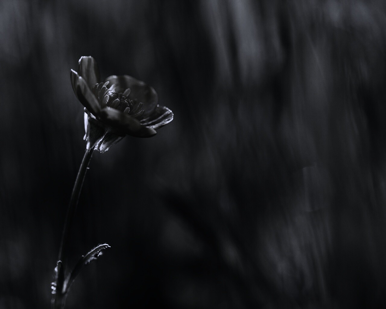 Маленький жёлтый цветочек обои