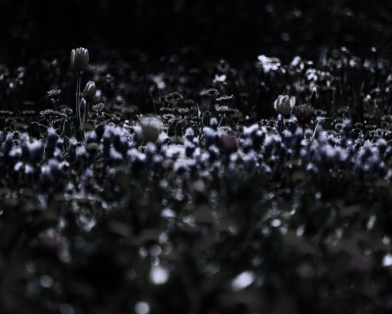 Все краски весны обои