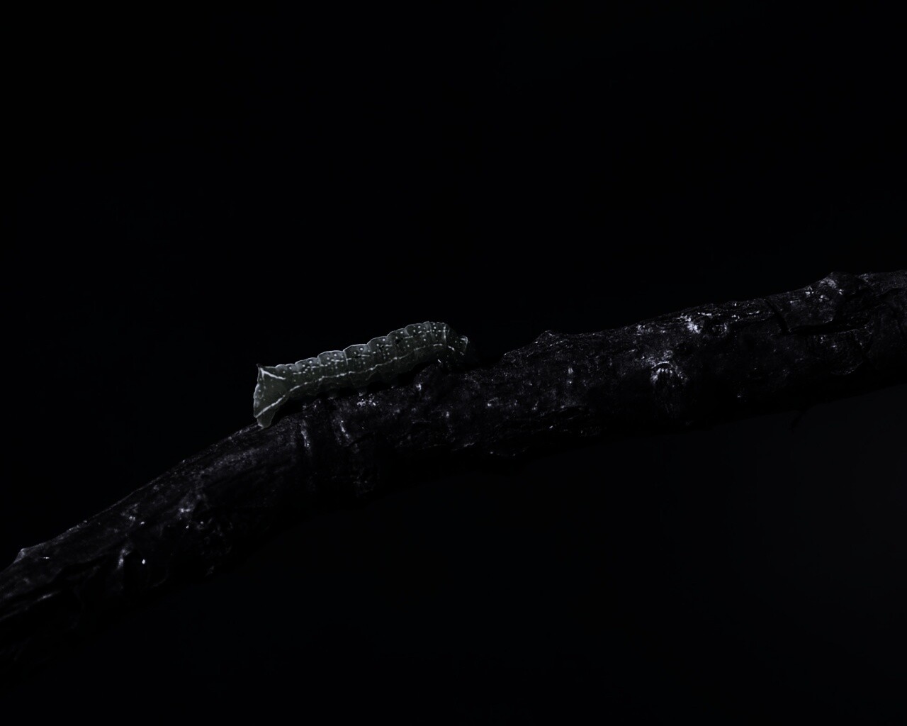 Гусеница на ветке обои