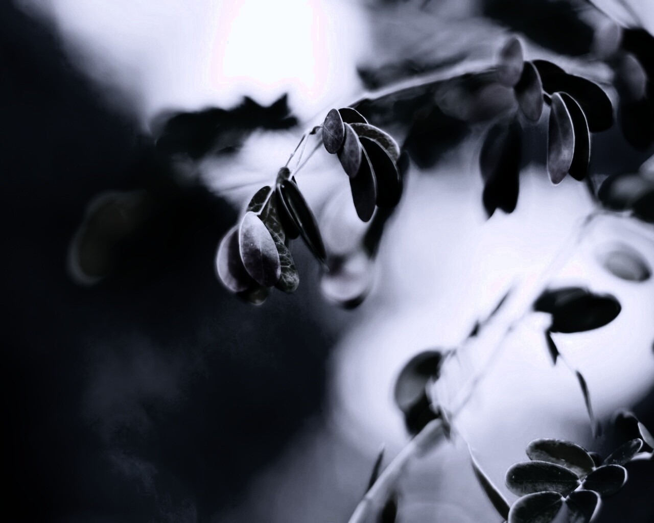 Фиолетовые листья обои