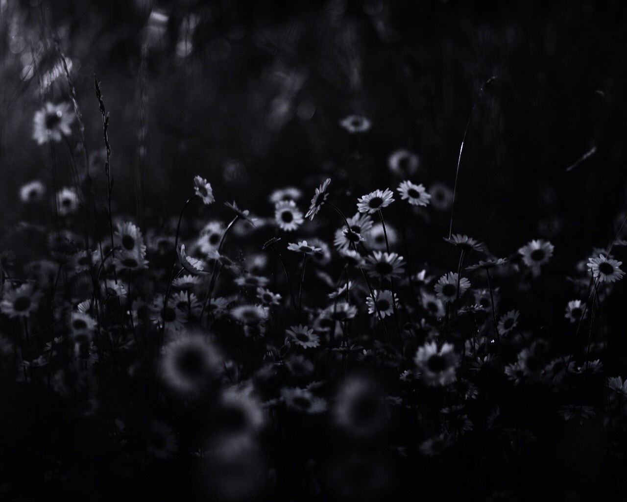 Поле ромашек обои