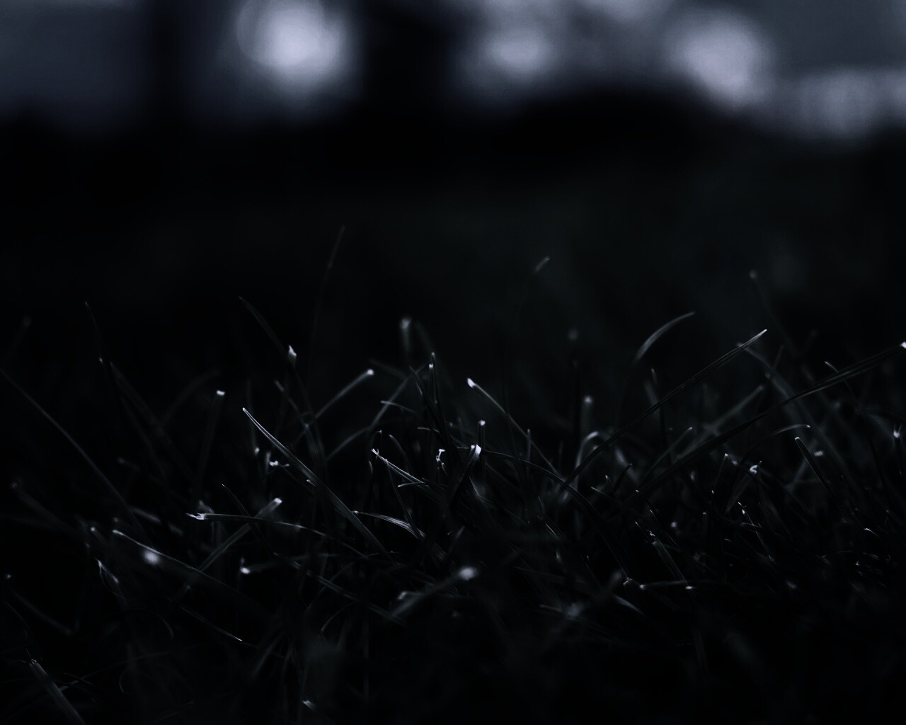 Сочная трава обои