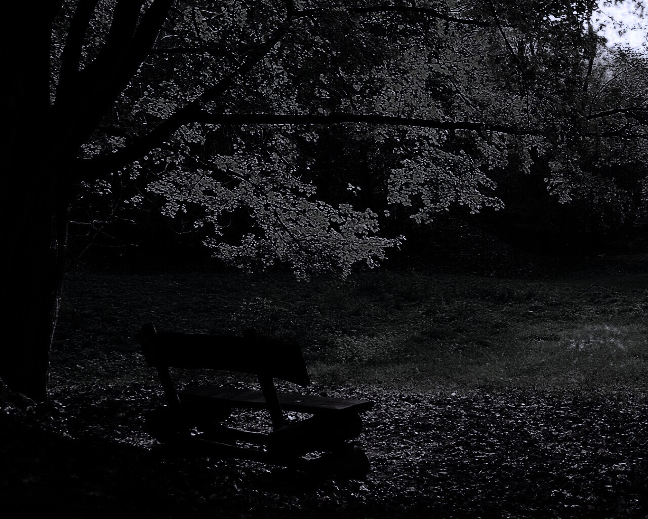 Скамейка под деревом обои