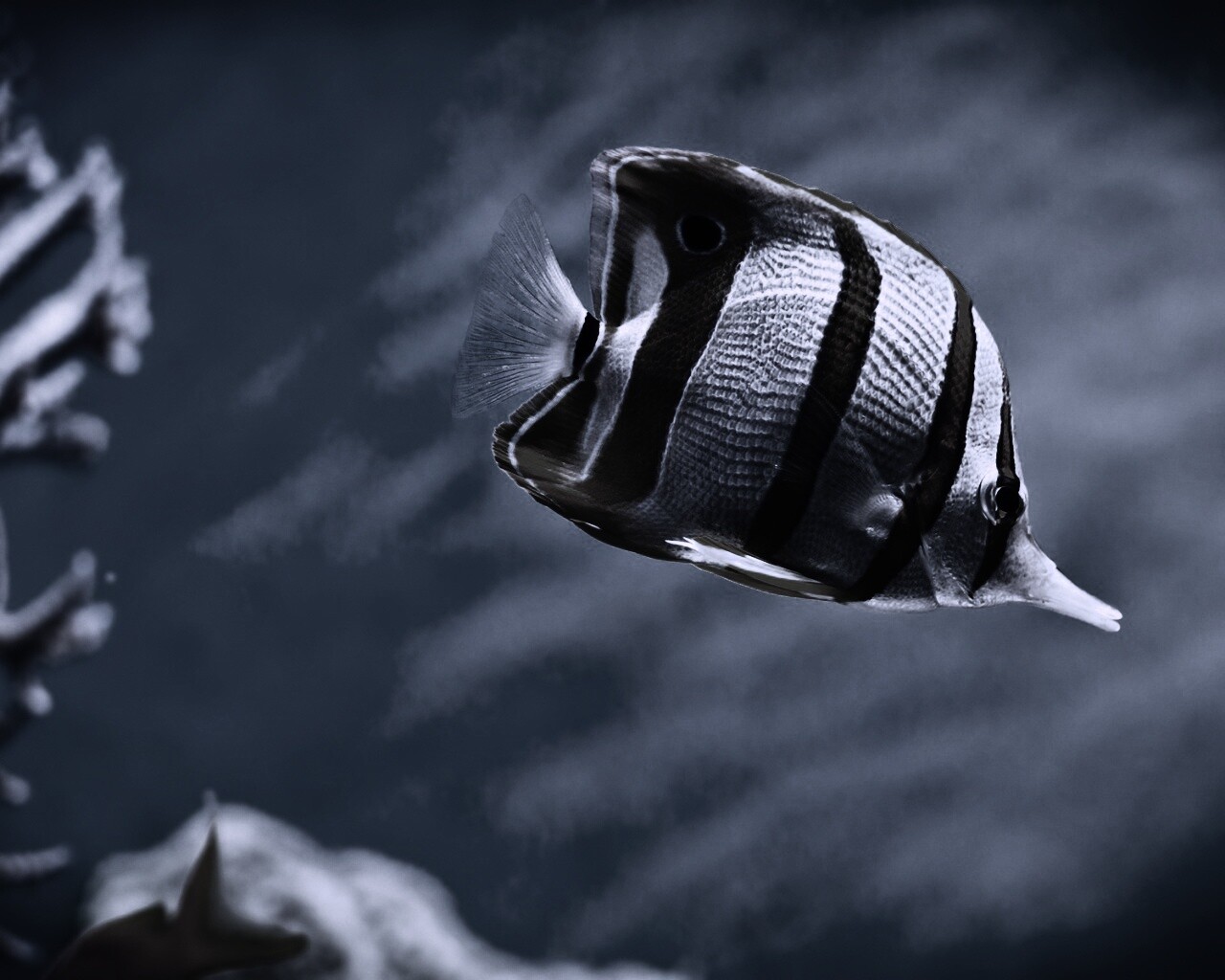 Тропическая рыбка обои