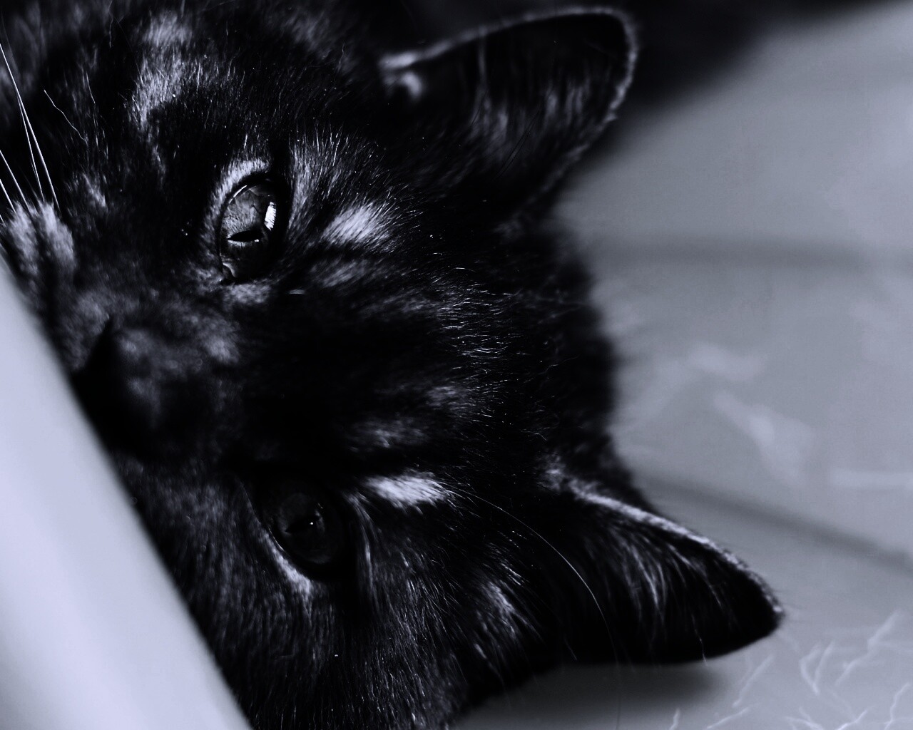 Глаза и уши обои