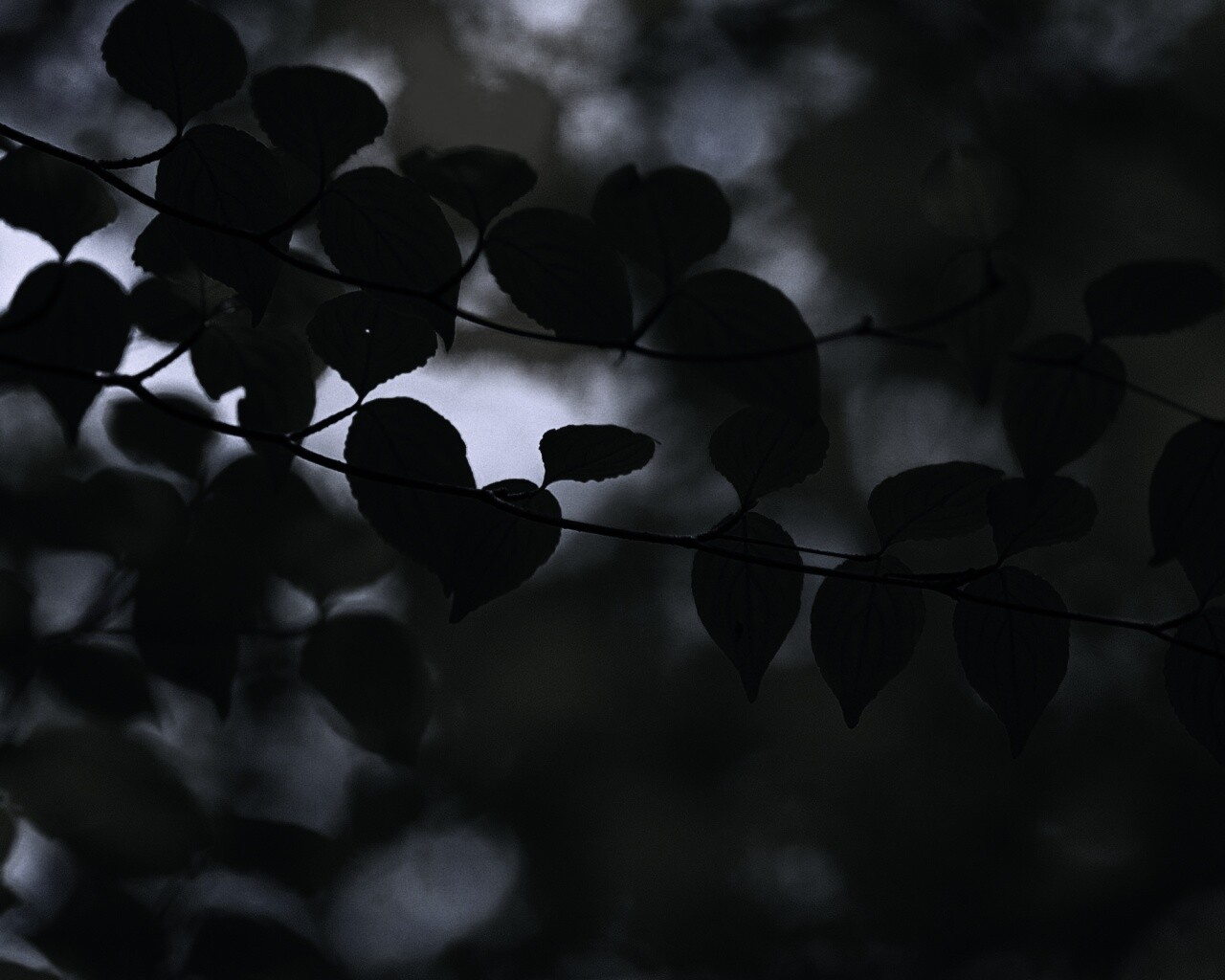 Ветка яркой зелени обои