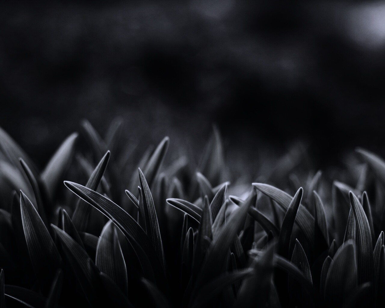 Сочная нежная трава обои