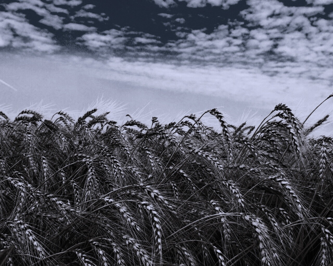 Колосья в поле обои