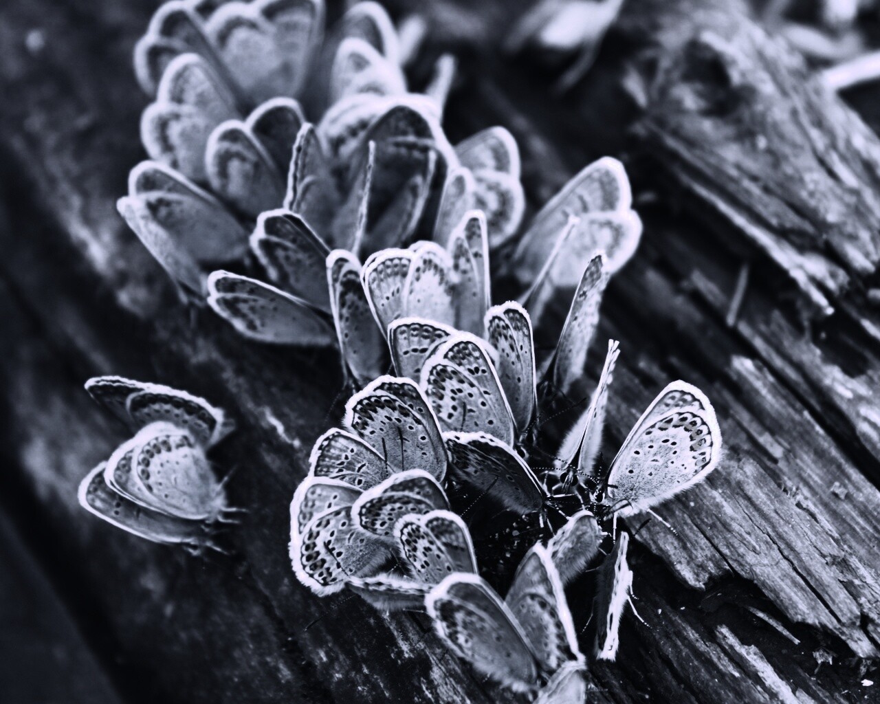 Голубые бабочки обои