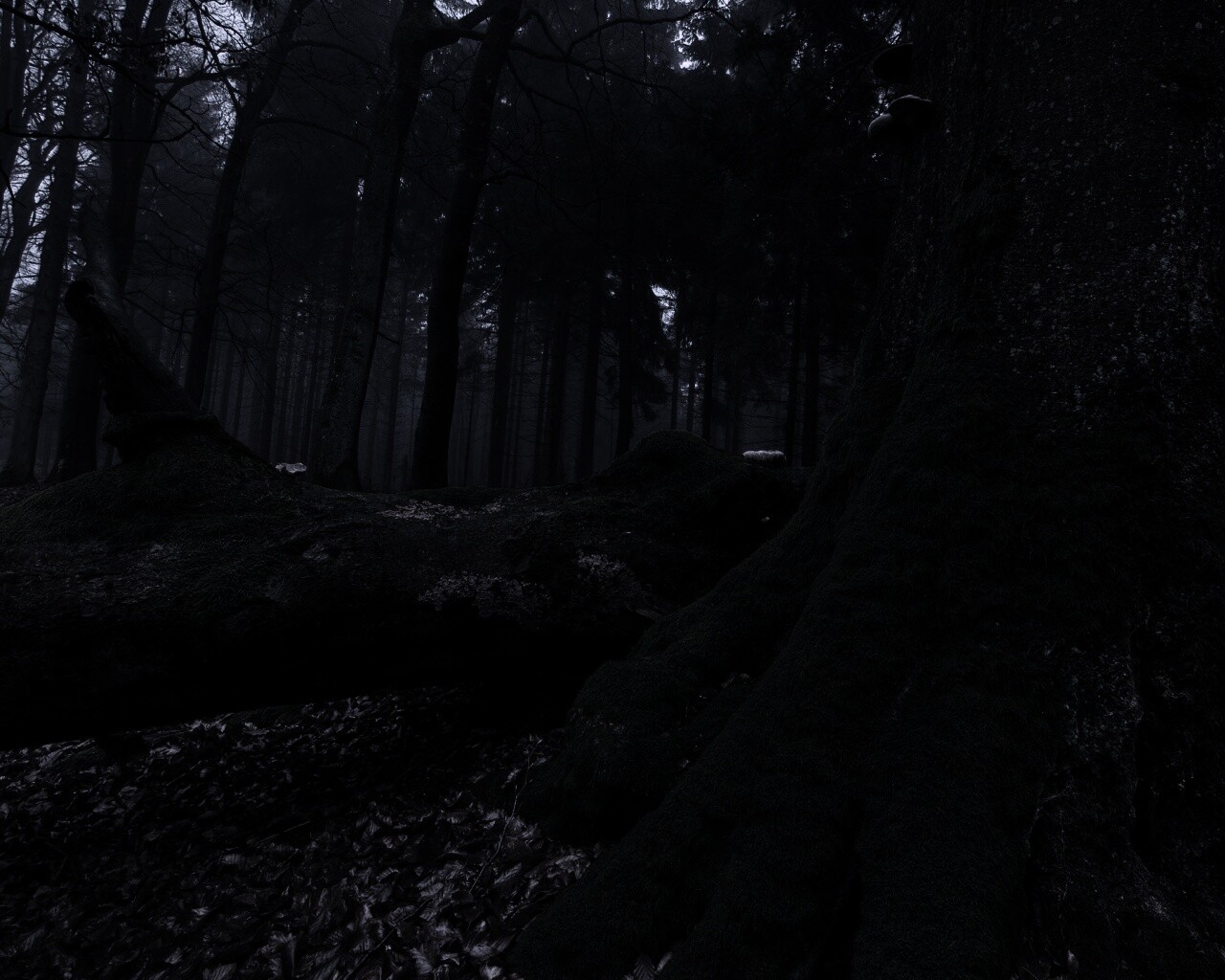 Дерево, поросшее мхом обои