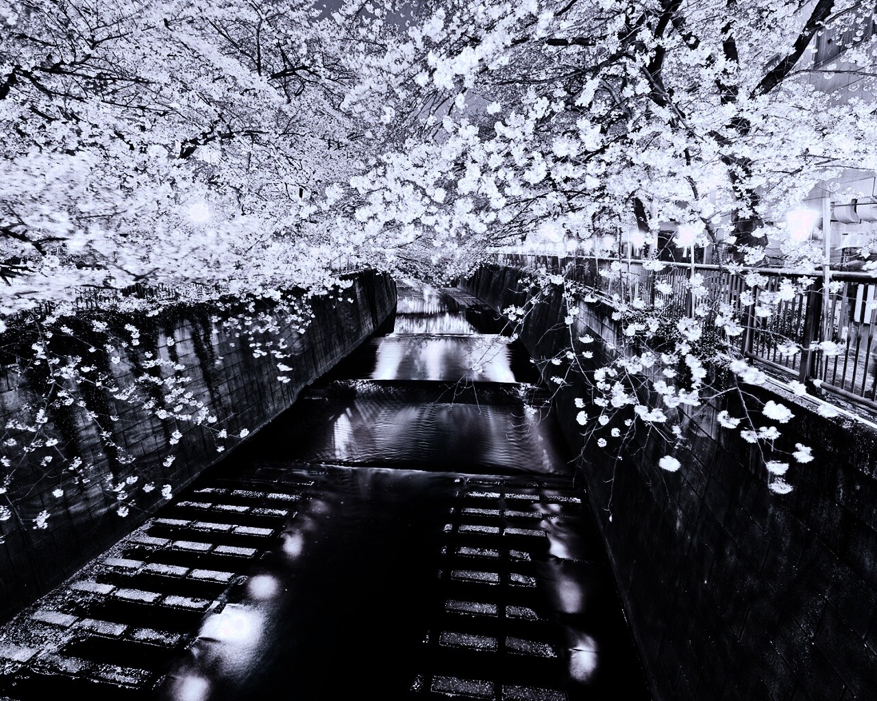 Река и цветение сакуры обои