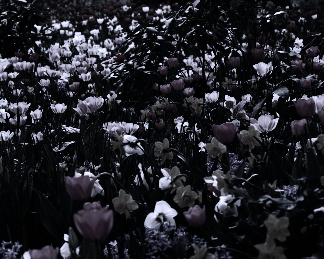 Поляна со множеством цветов обои