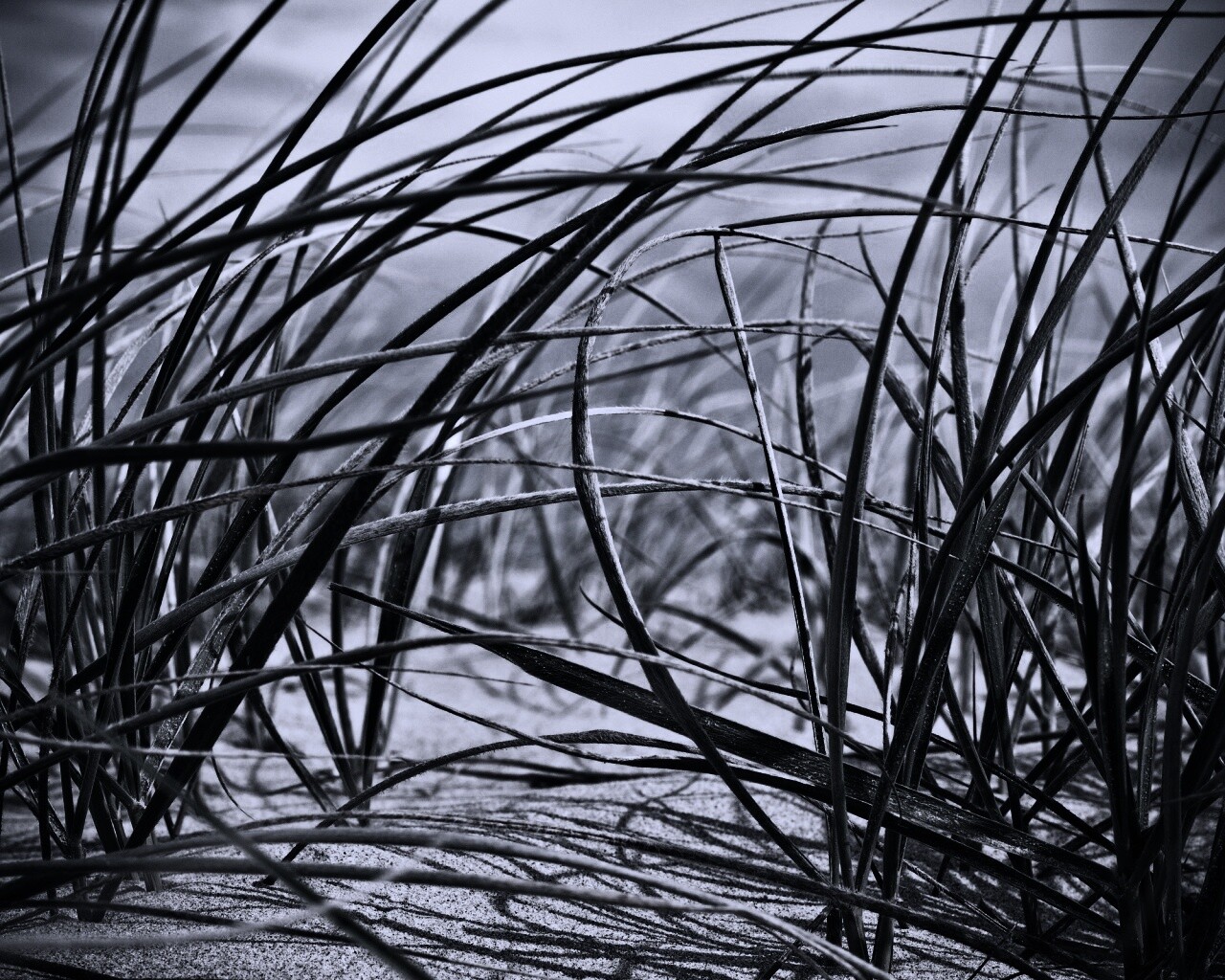 Трава на песке обои