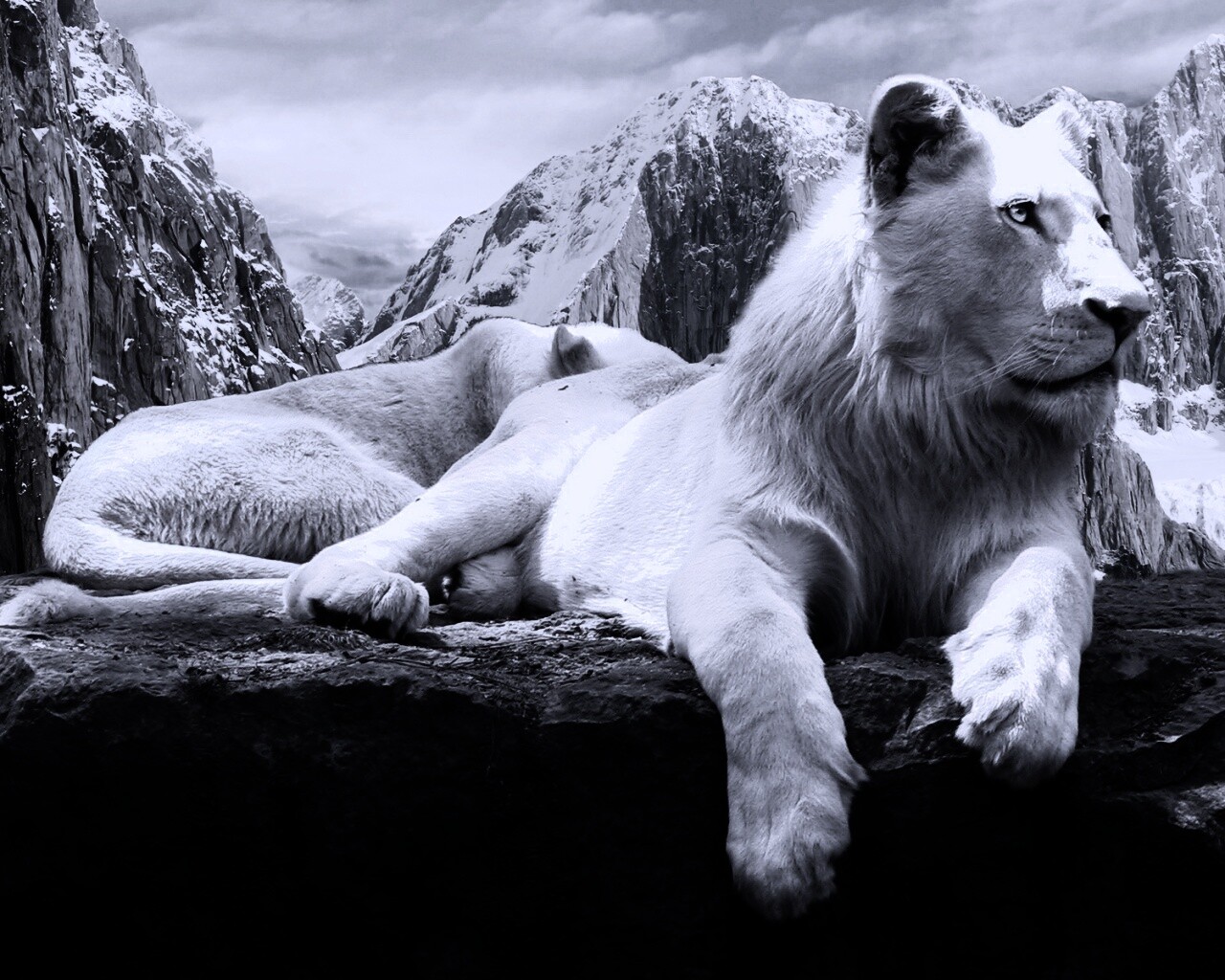 Белый лев обои