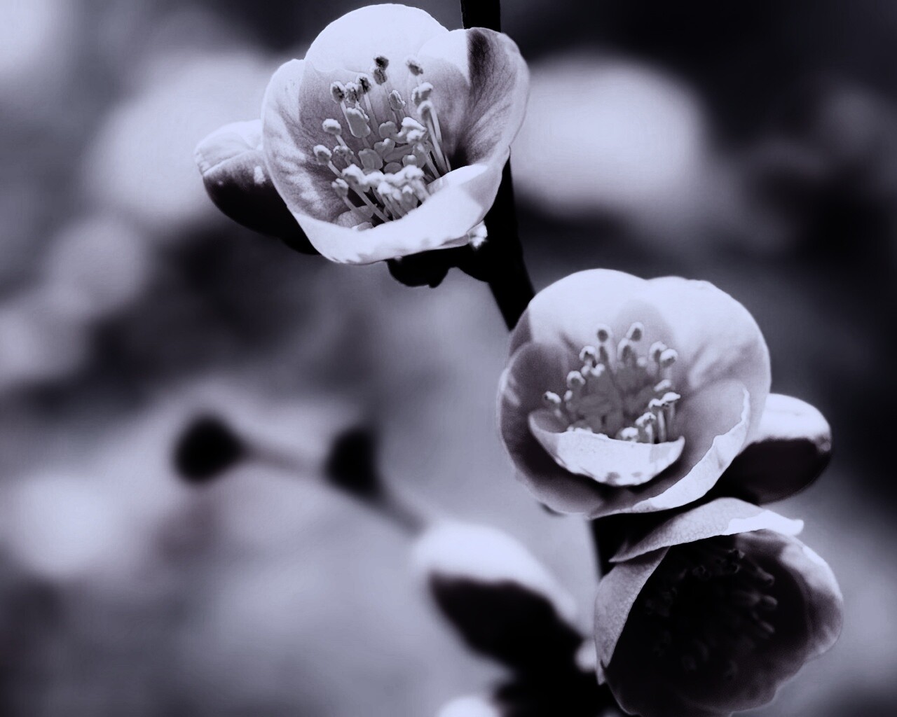 Великолепный цветок обои