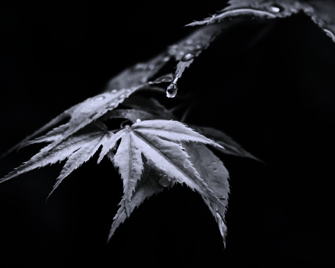 Капля на листе обои