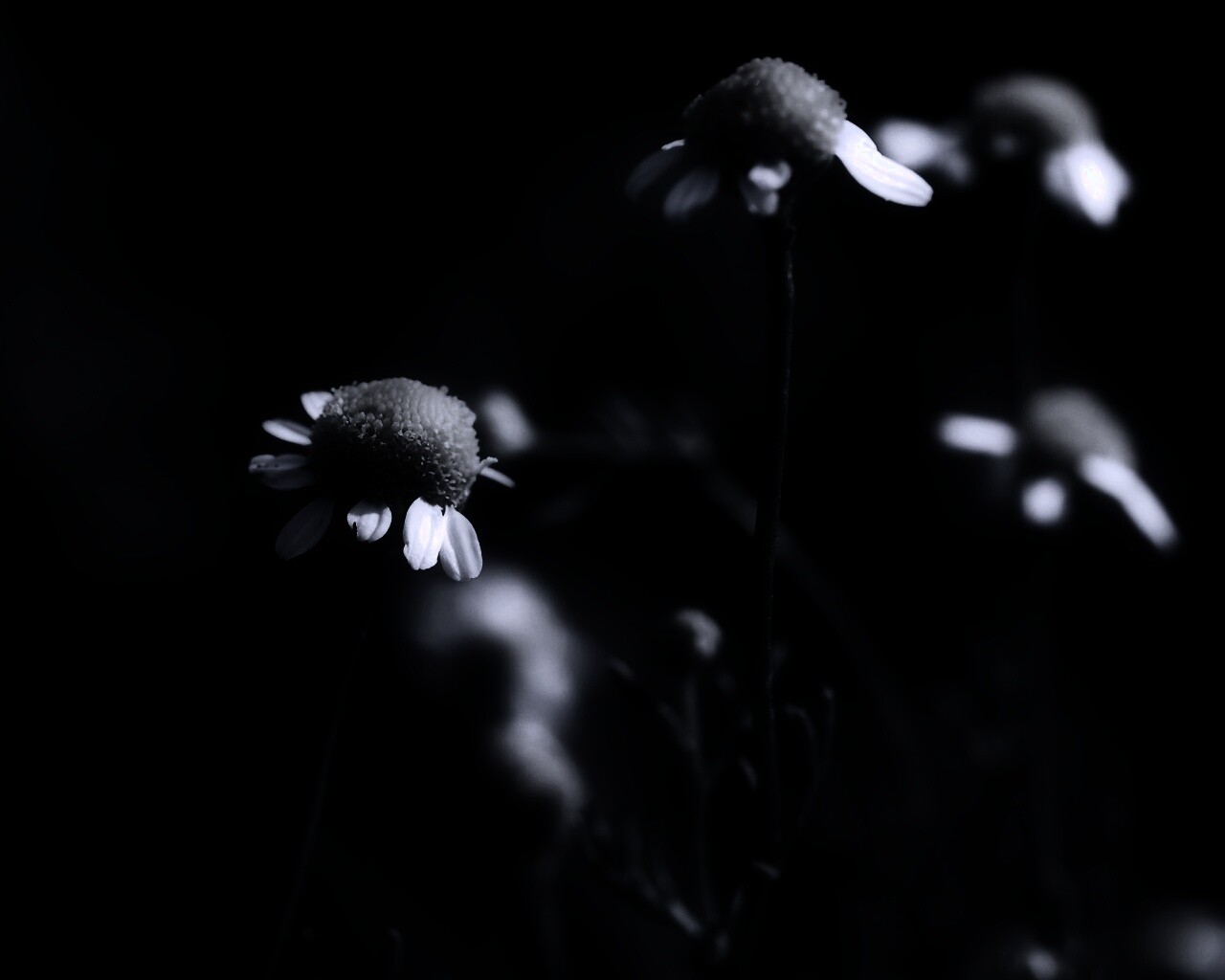 Стремный лепестун обои