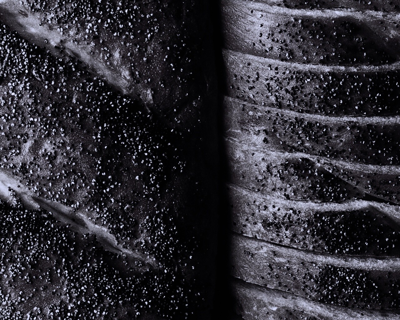 Выпечка с маковой крошкой обои