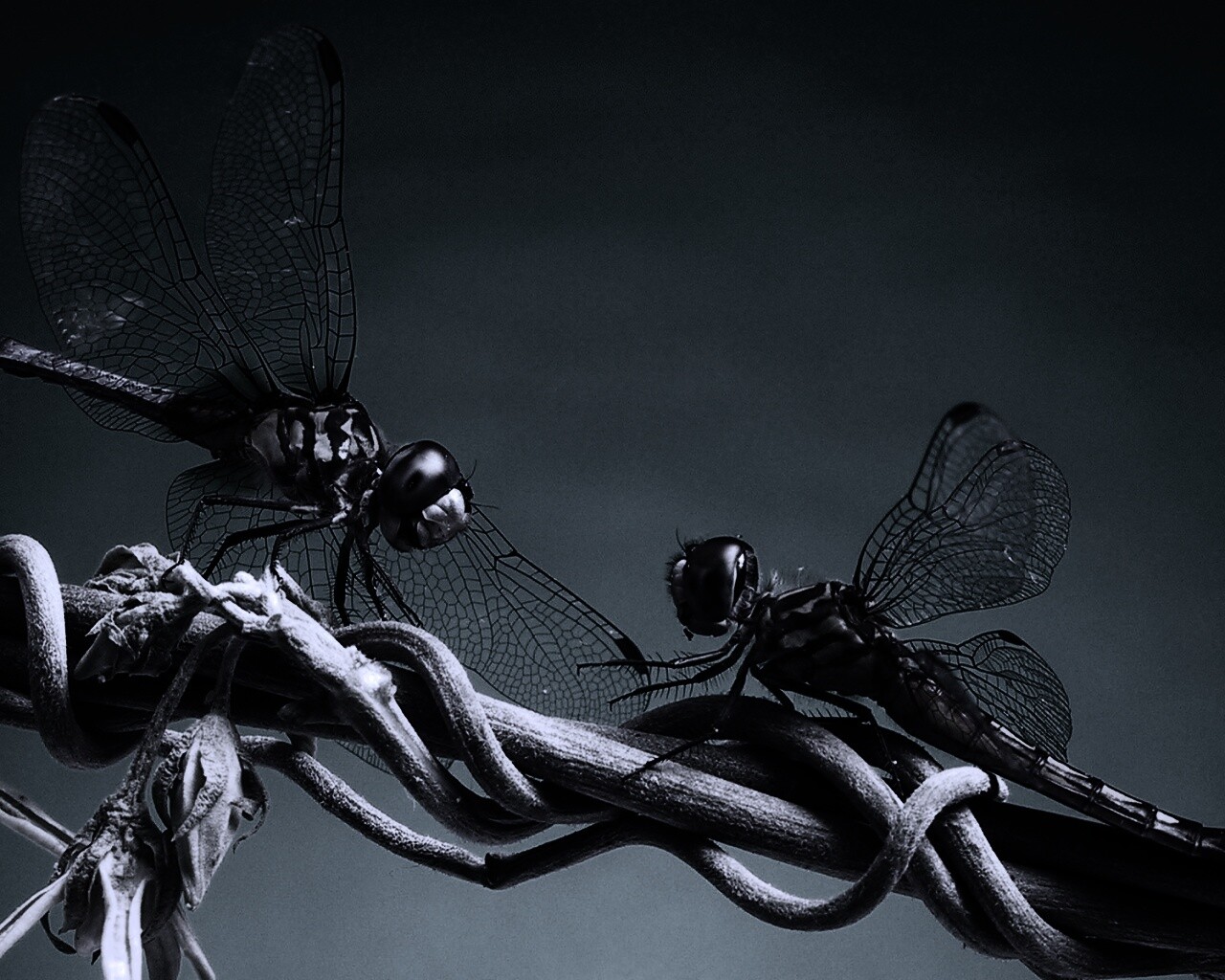 Две стрекозы обои