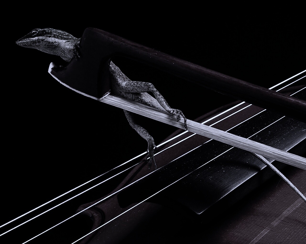 Ящерка на виолончели обои