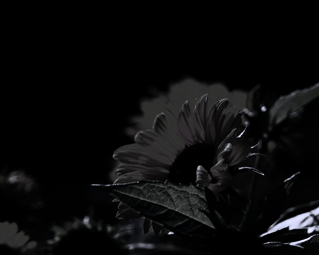 Цветок солнца обои