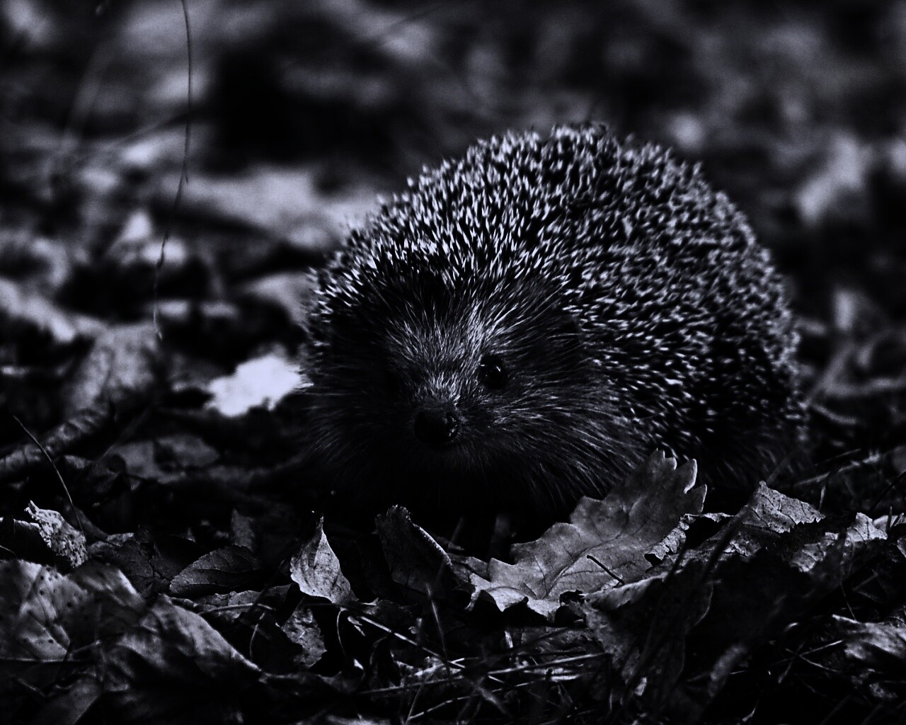 Ежик в осенней листве обои