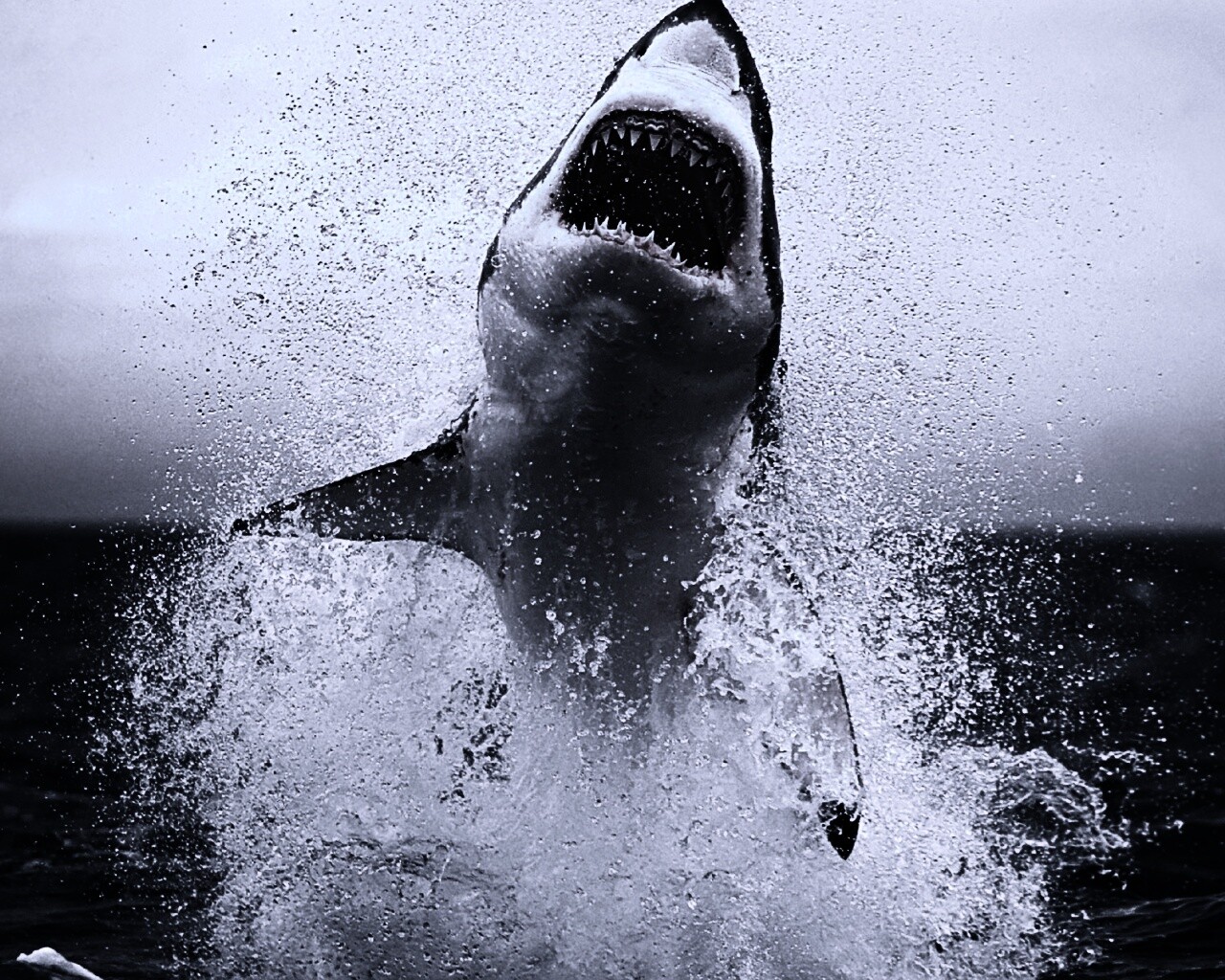 Зубастая акула обои