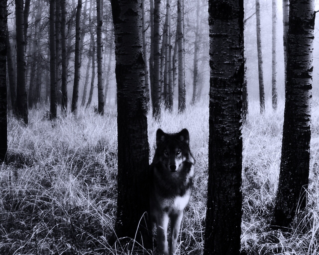 Волк в лесу обои