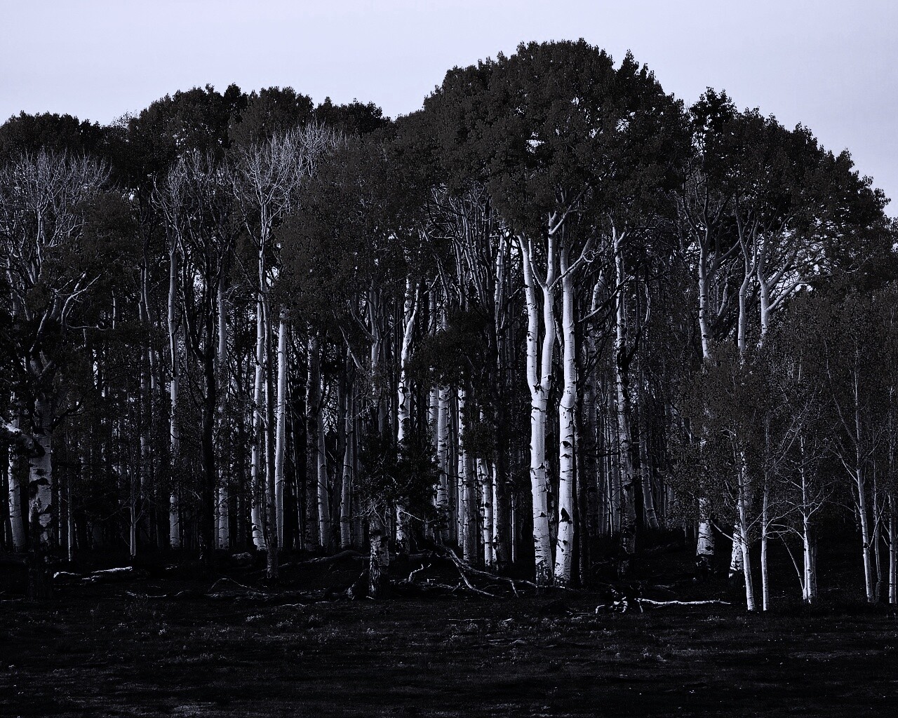 Пожелтевшая березовая роща обои