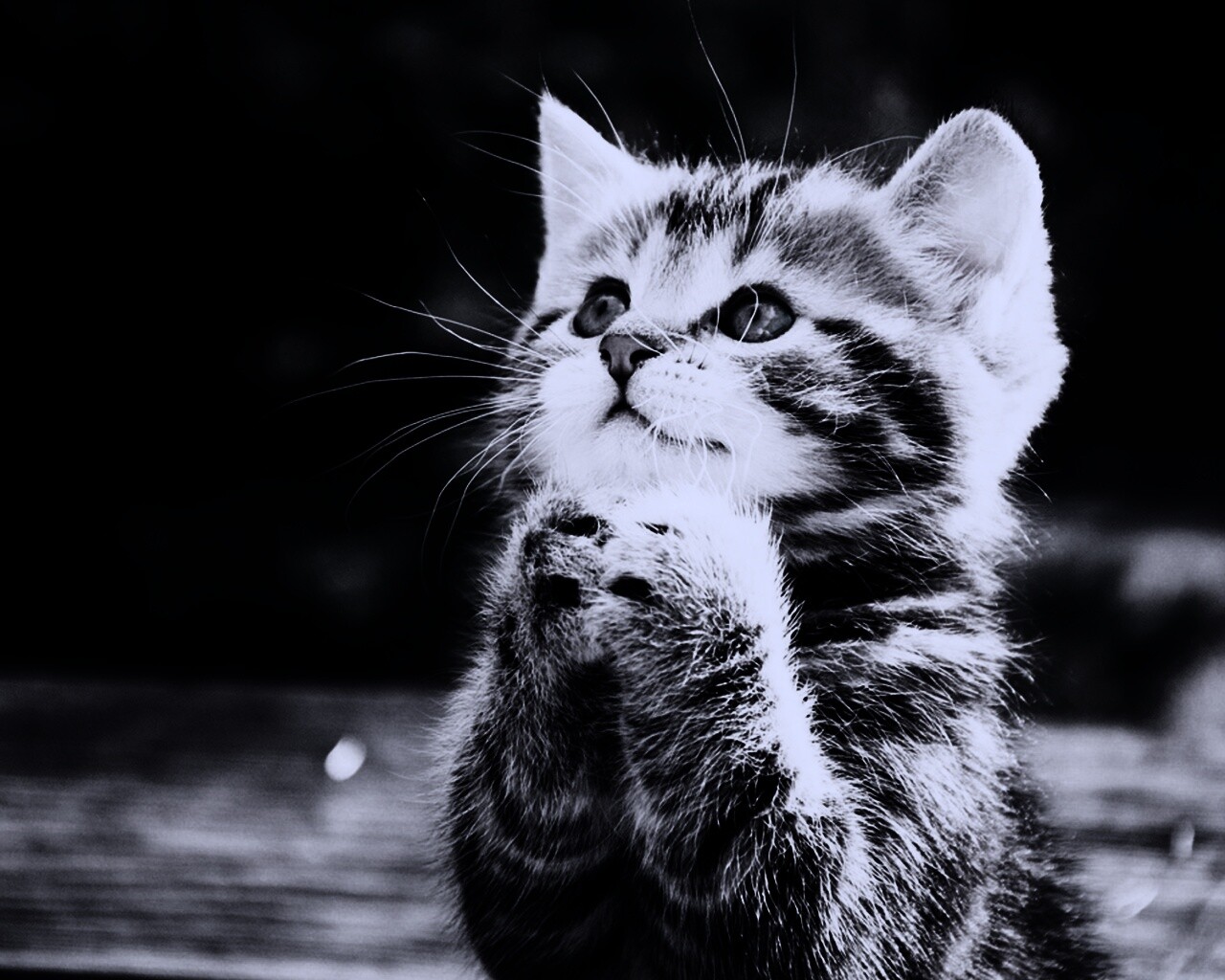 Непередаваемо прелестный котенок сложил лапки обои