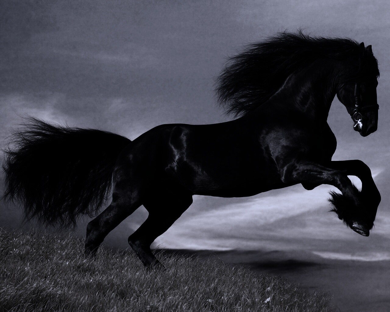 Черный мустанг обои