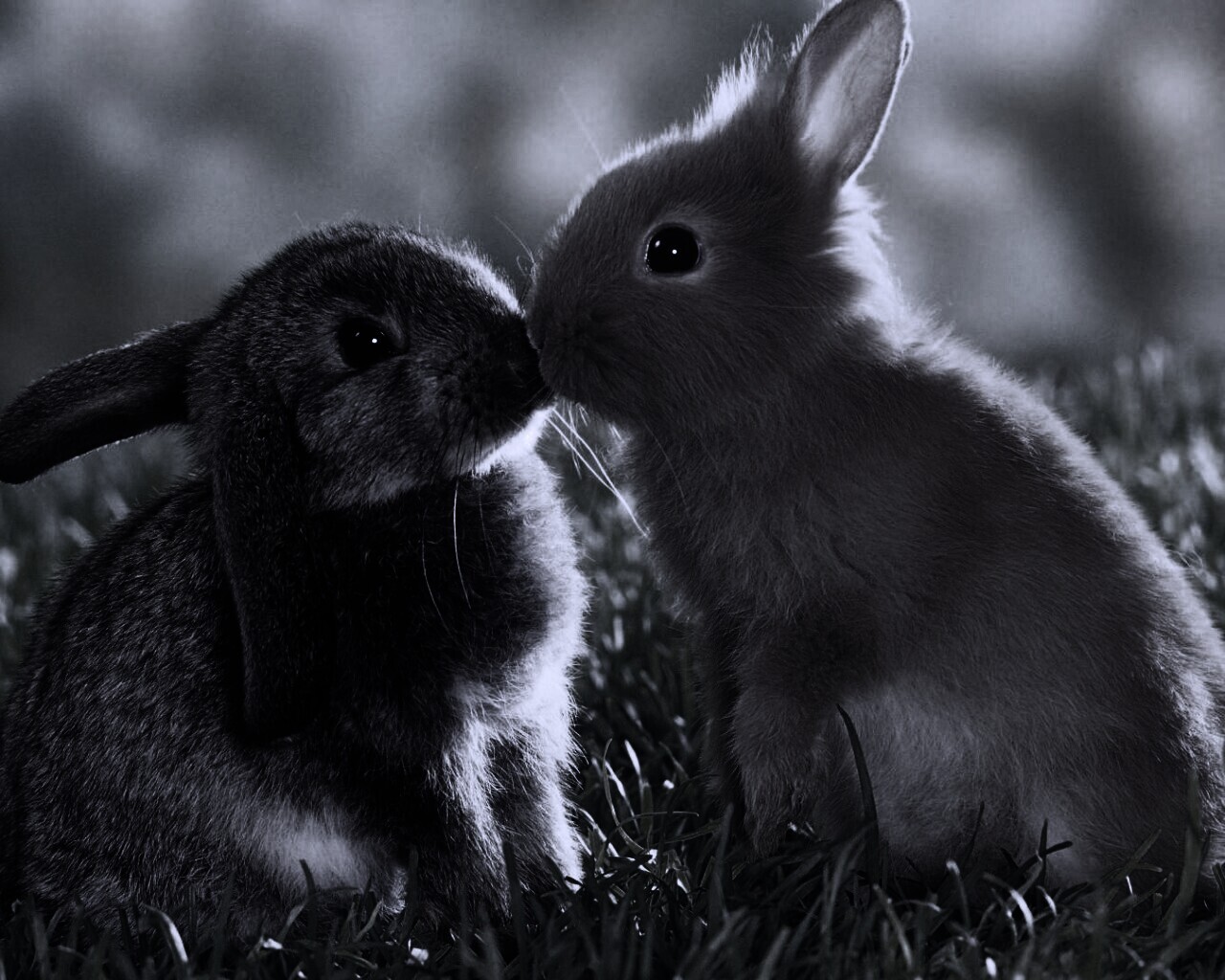 Кролики обои