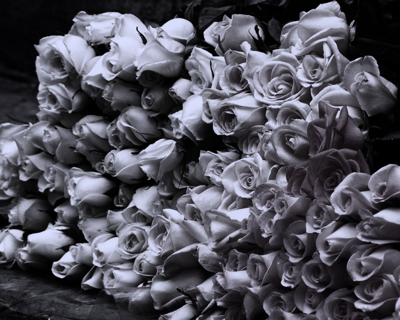 Букеты светлых роз обои