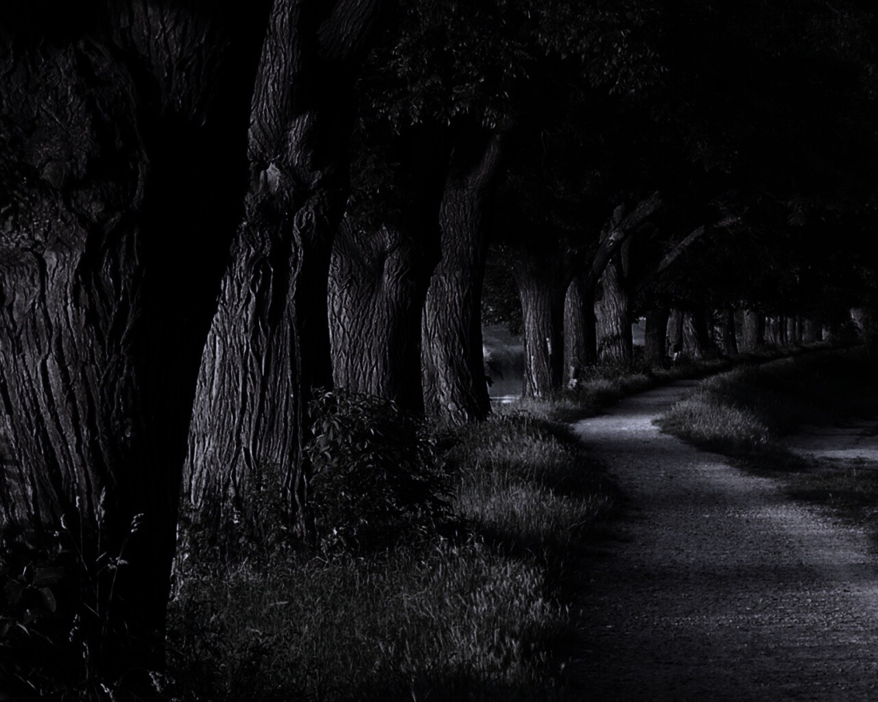 Аллея старых раскидистых деревьев обои